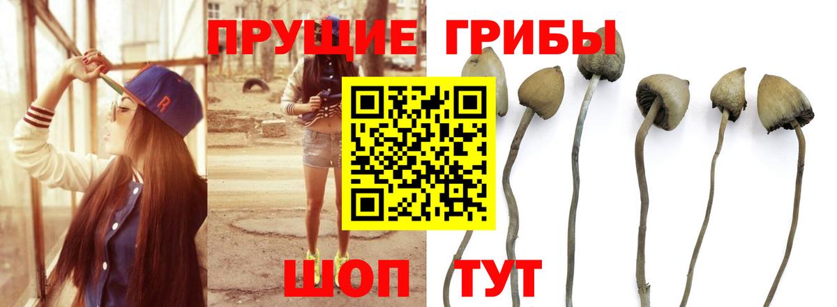 Галлюциногенные грибы Psilocybine cubensis Раменское